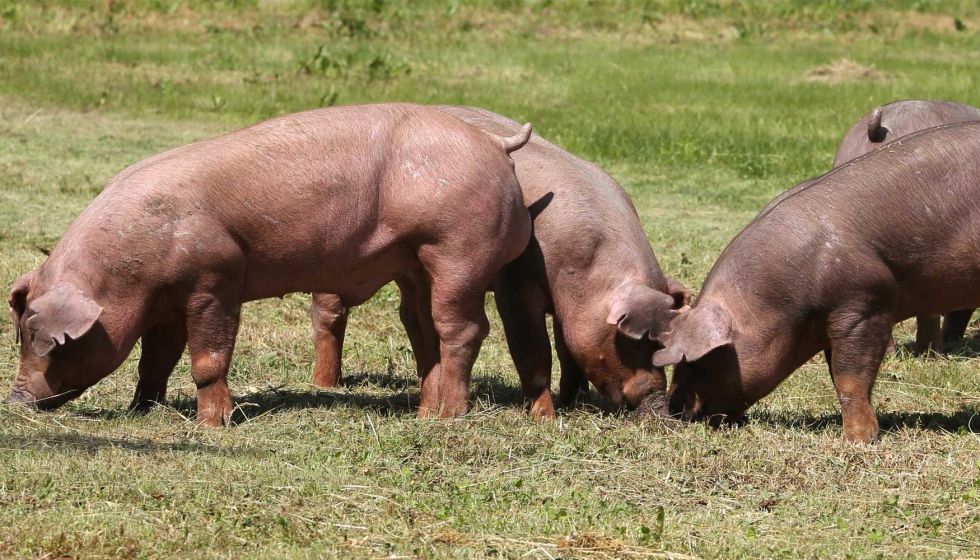 Ejemplares de raza Duroc