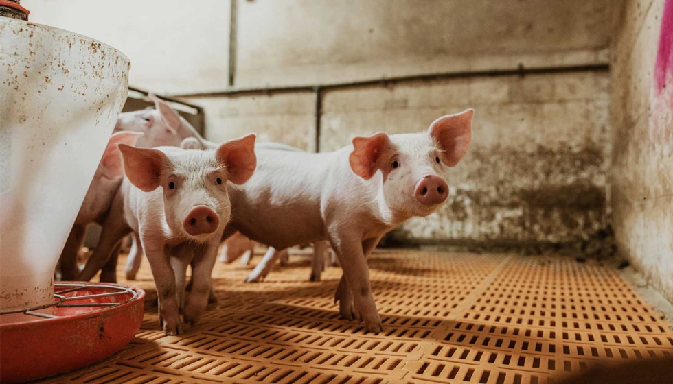 Fotografia de Utilidad del enriquecimiento ambiental en las interacciones y caudofagia en cerdos