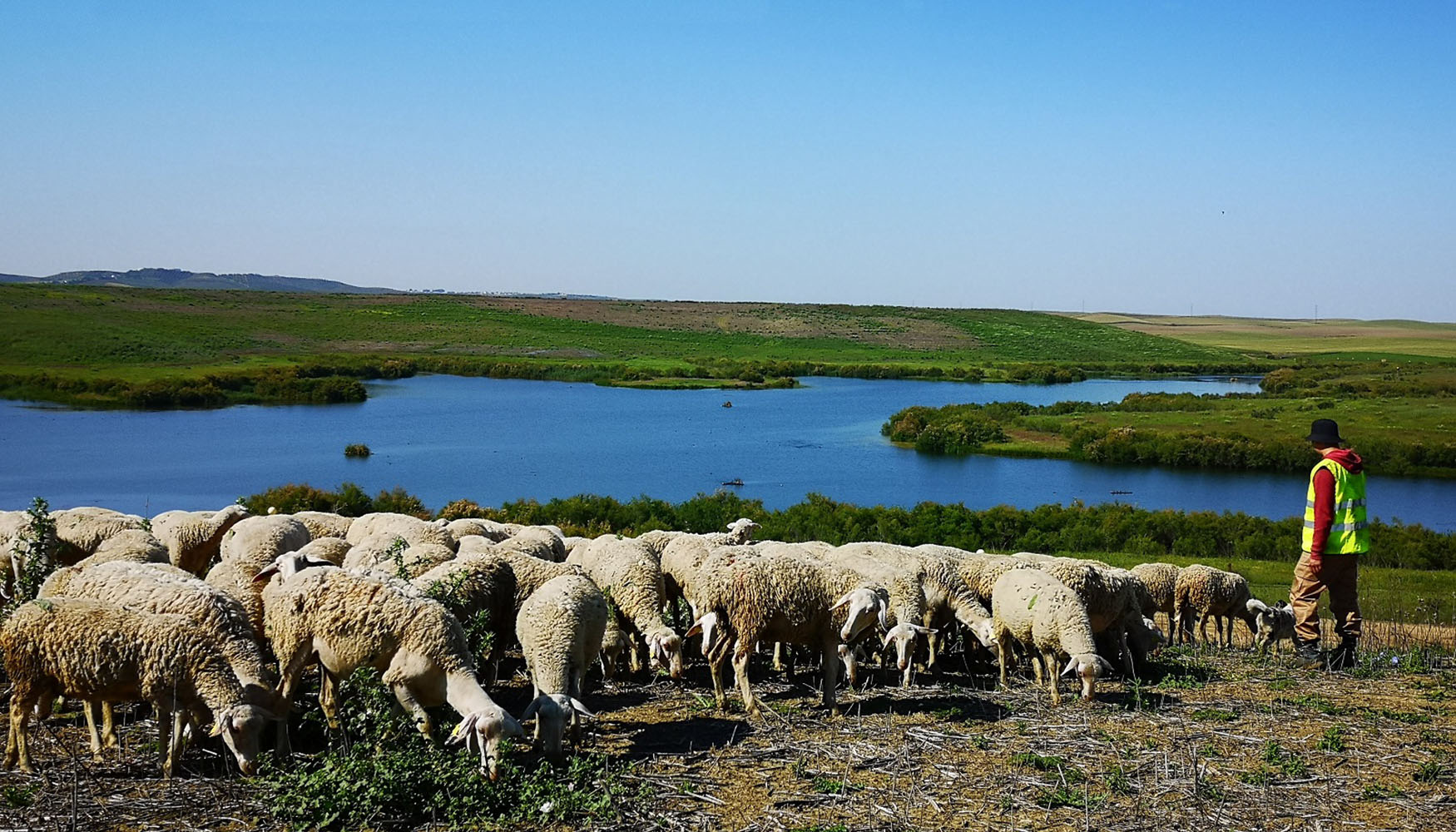 Ovejas pastando junto al embalse de Cobre Las Cruces