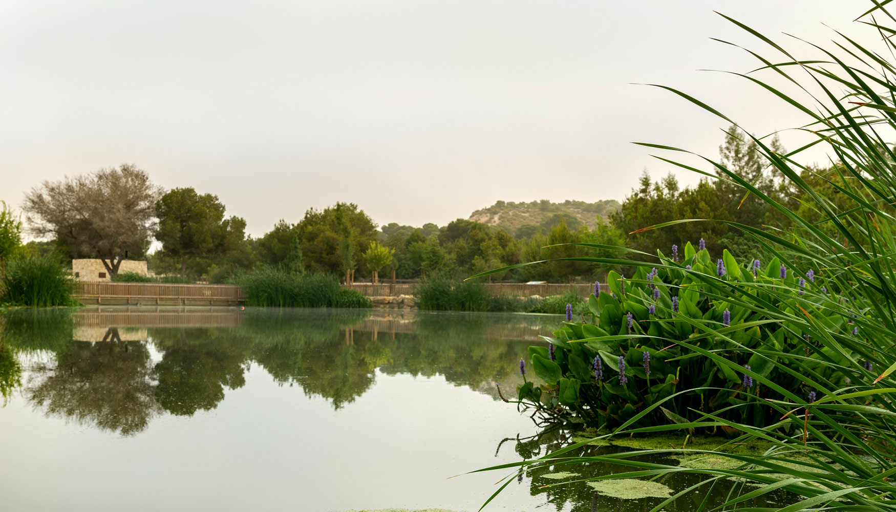 El parque El Recorral, en Rojales (Alicante), se ha convertido en un humedal rico en biodiversidad