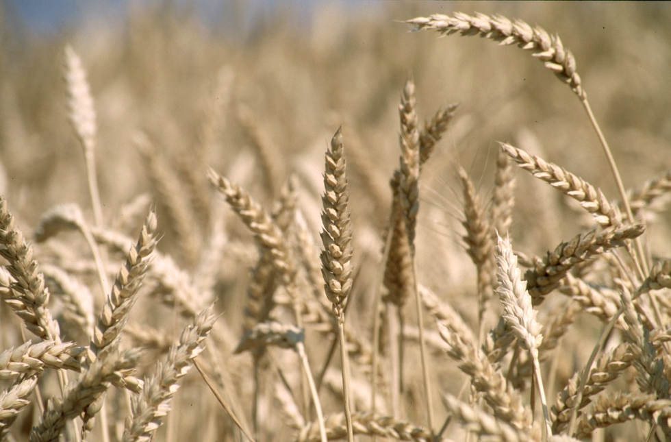 Segn los clculos de ASAJA, se prev una produccin de 5,70 millones de toneladas de trigo blando; 712...