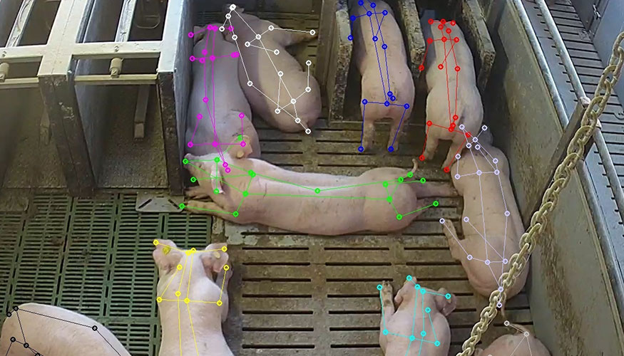 Ejemplo de monitoreo de ganado porcino por IA