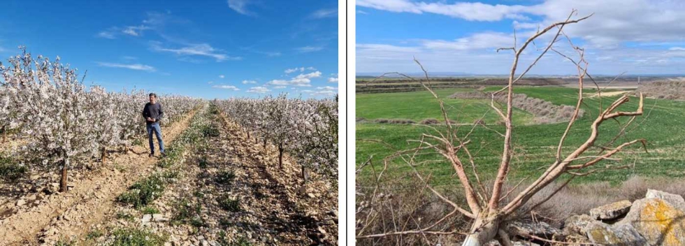 A la izquierda Finca Corona-Cachal en Almudvar (Huesca) plantada en noviembre de 2019 con tres variedades de almendro autoenraizadas y una...