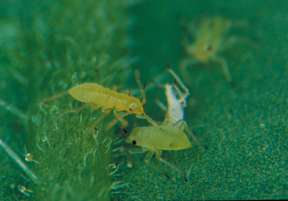 Foto 1. Macrolopus caliginosus atacando a un pulgn. Foto: IRTA