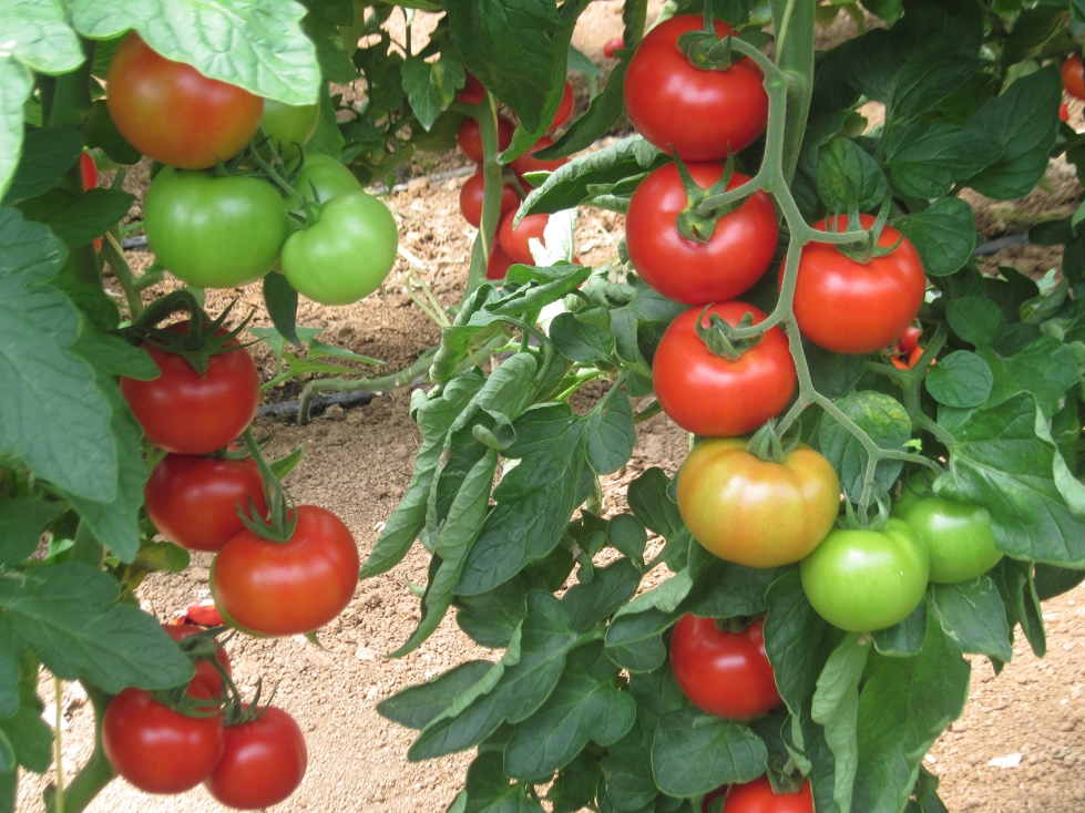Foto 3. Cultivo de tomates. Foto: IRTA