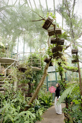 Sydney Tropical Centre. Foto: Royal Botanic Gardens & Domain Trust, Simone Cottrell