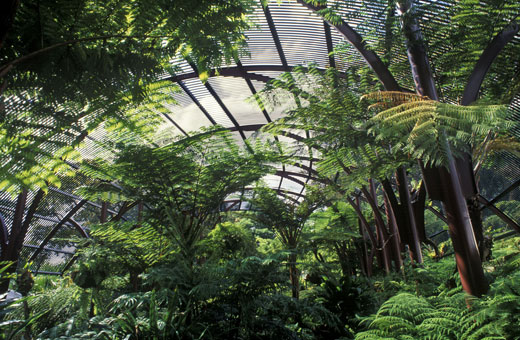 Foto: Royal Botanic Gardens & Domain Trust, Jaime Plaza