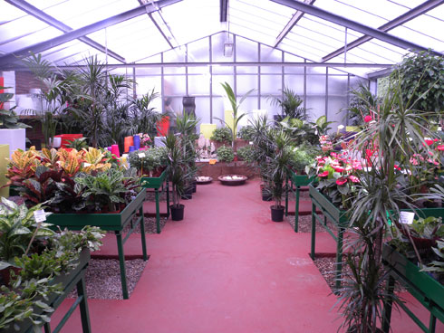 En Jardinera Snchez cuidan con mimo cada una de las plantas que tienen tanto en su invernadero, como en exterior