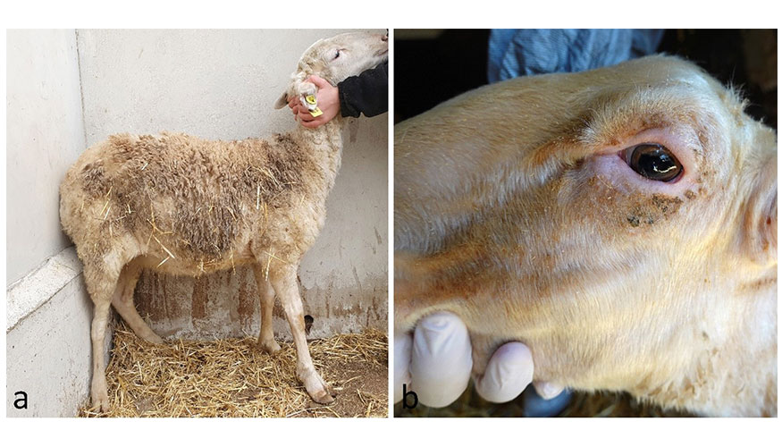 Figura 1. Fase inicial de la enfermedad en corderos de 3-5 meses. (a) Lana oscura y seborreica. Caso 4...
