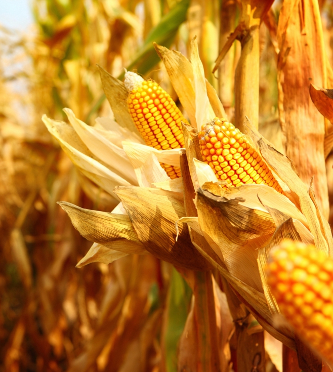 El bioetanol de maz introduce una oportunidad de diversificar la economa local al permitir a los agricultores dar un valor aadido a su produccin...