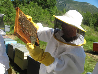 Jos Manuel Cazorla, beekeeper in l'Alta Ribagora, LLeida (Catalonia)
