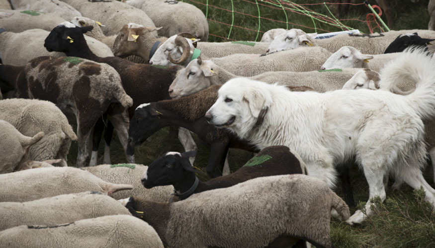 Rebao de ovejas con perro pastor en Catalua
