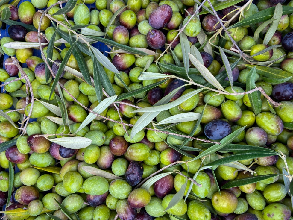 La produccin de aceite de oliva crece un 11% ms de lo previsto