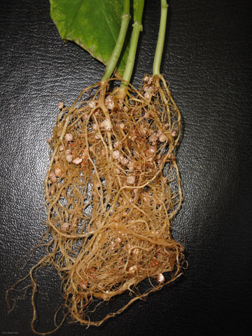 Judas 'noduladas' con bacterias del gnero 'Rhizobium'. Foto: lvaro Peix