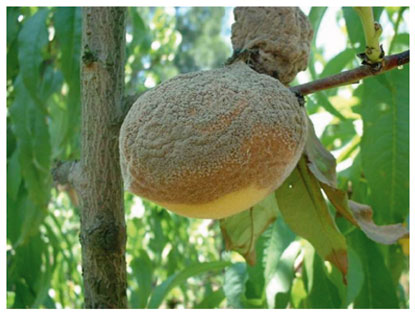 Figura 3: Podridura de fruit en l'arbre