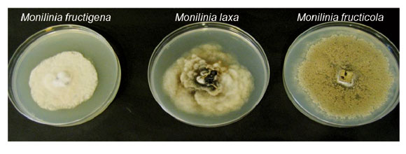 Figura 5: Especies de Monilinia que causan podredumbre en fruta de hueso