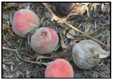 Figure 7: Rot of fruit on the ground