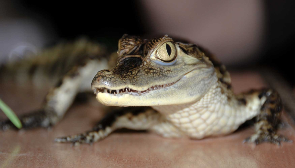 Un pequeo cocodrilo, el primer animal que ser decomisado este jueves 20 de junio bajo la Ley 7/2023. Imagen de recurso...