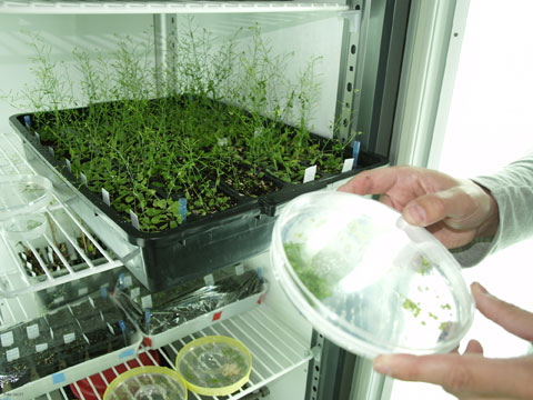 Muestra de la planta 'Arabidopsis thaliana', utilizada como modelo para investigacin