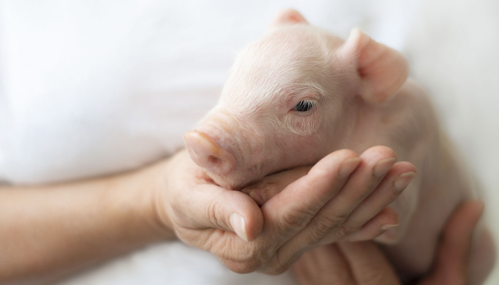 El rotavirus porcino disminuye la productividad en las explotaciones