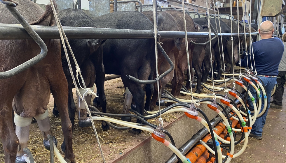 Ordeo en una explotacin de caprino de leche