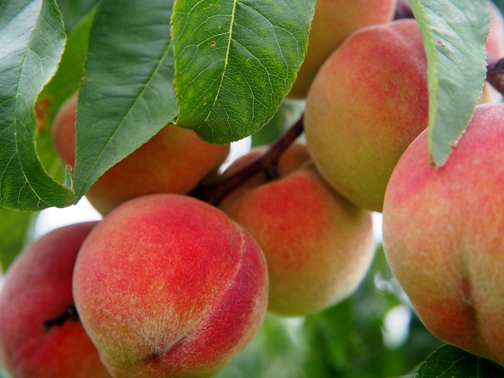 La produccin de fruta de hueso ha aumentado 1,3 millones de toneladas respecto al ao pasado