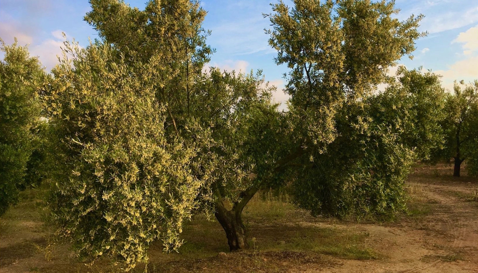 La eliminacin del orujo de oliva es un reto debido a su alto contenido en grasa y sal, pero, afortunadamente...