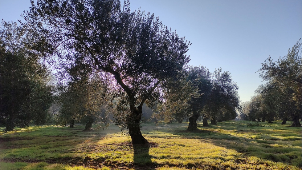 Hay variedades de olivo que podran desaparecer si no se preservan