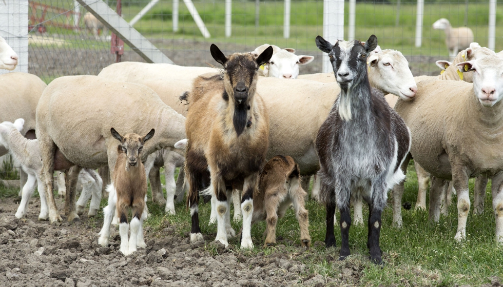 Rebao mixto de ovejas y cabras