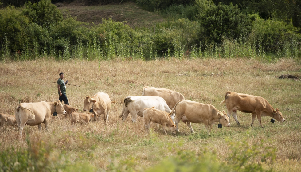 Vacas de raza Pirenaica con sus collares virtuales