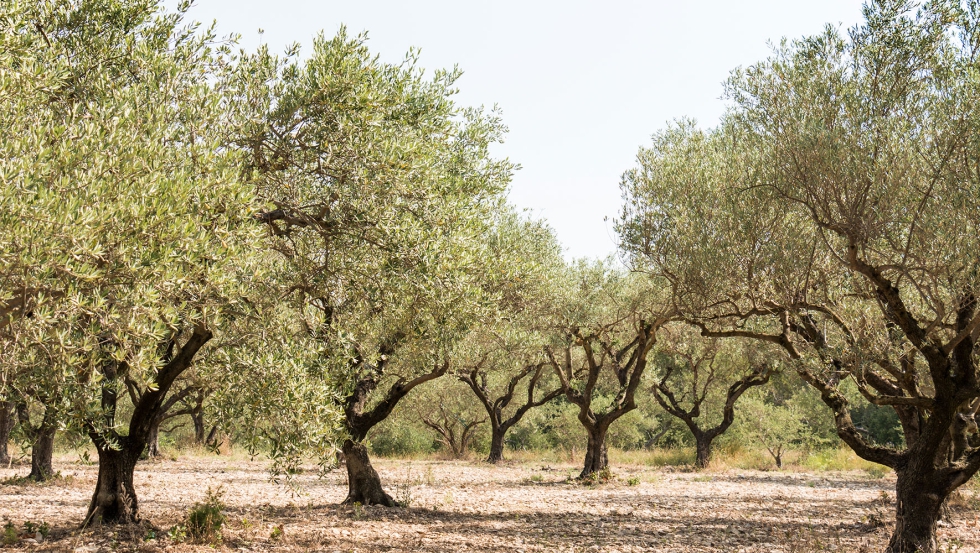 El olivo en Catalua ha sufrido prdidas del 80%