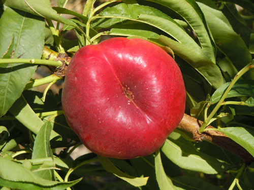 'Paraguay' or flat peach variety 'Platimoon'