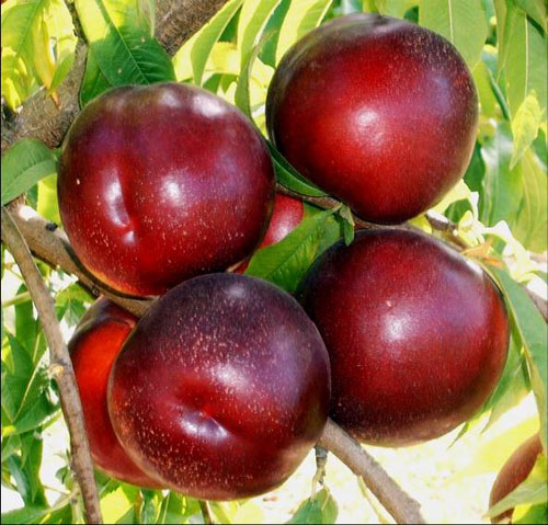 Nectarine variety 'Luciana' of intense coloration