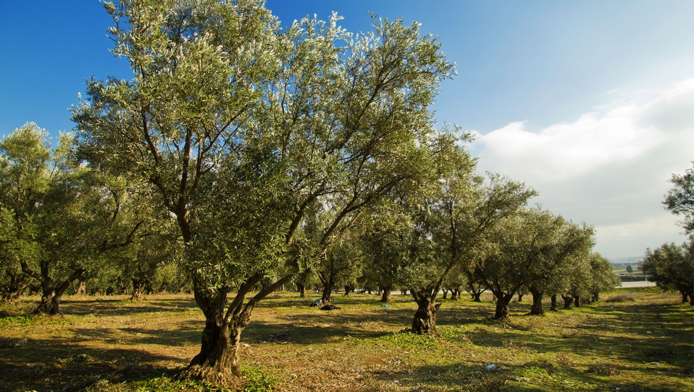 El olivo aborta la fruta si siente estrs por falta de agua