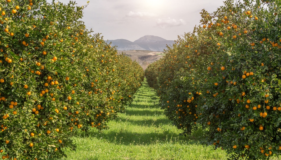 La exportacin de naranja ha sido de 2,34 millones de toneladas