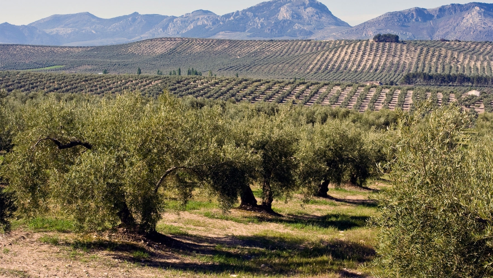 El suelo del olivar puede aprovechar la masa desecada para aumentar el carbono
