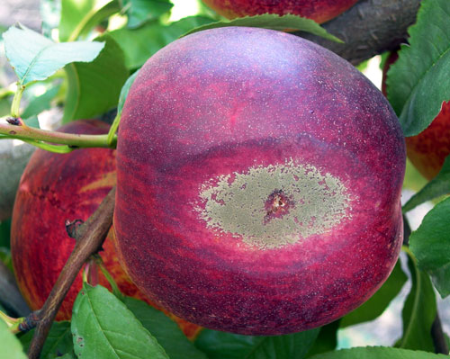 Brown rot caused by fungi of the genus Monilinia is one of the most important diseases of stone fruit