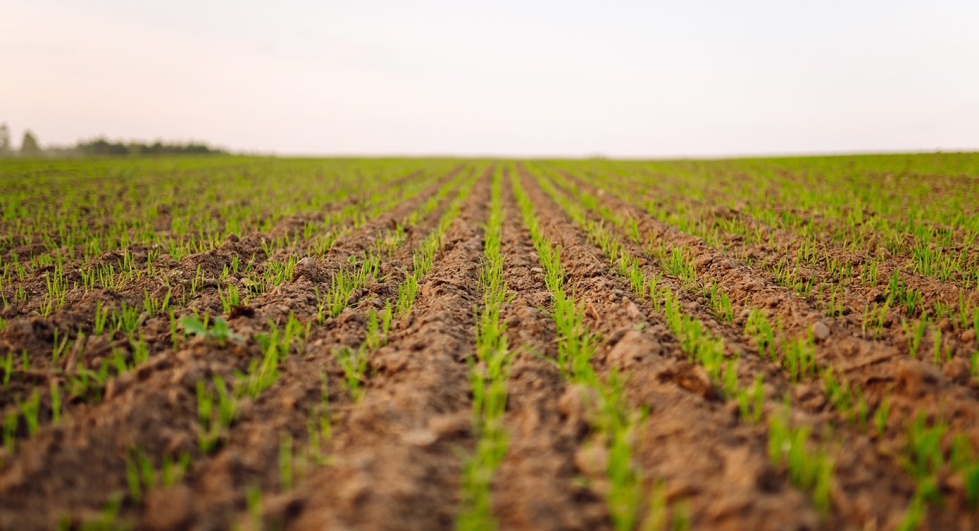 Foto de Eliminar la maleza del sorgo: cmo tratar malas hierbas jvenes