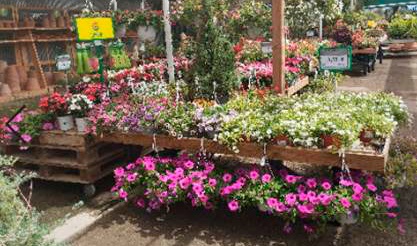 Plantes Inca Garden Center