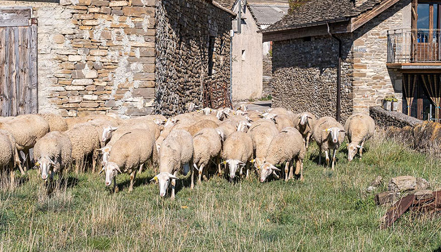 Rebao de ovejas pastando en una zona rural