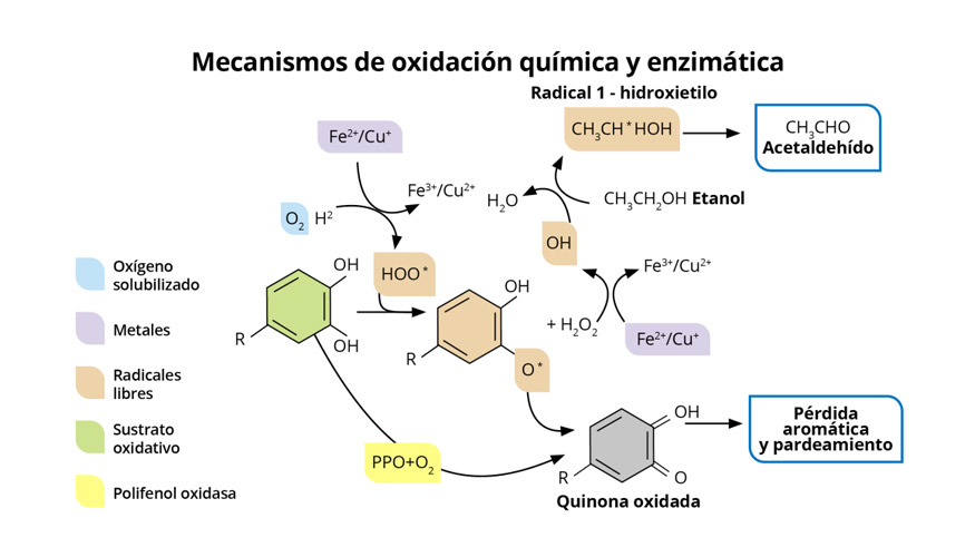 Mecanismos de oxidacin qumica y enzimtica