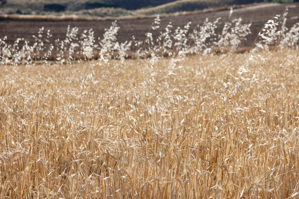 La Universitat de Lleida y Agrotecnio son los encargados de organizar el 20 Symposium de la EWRS