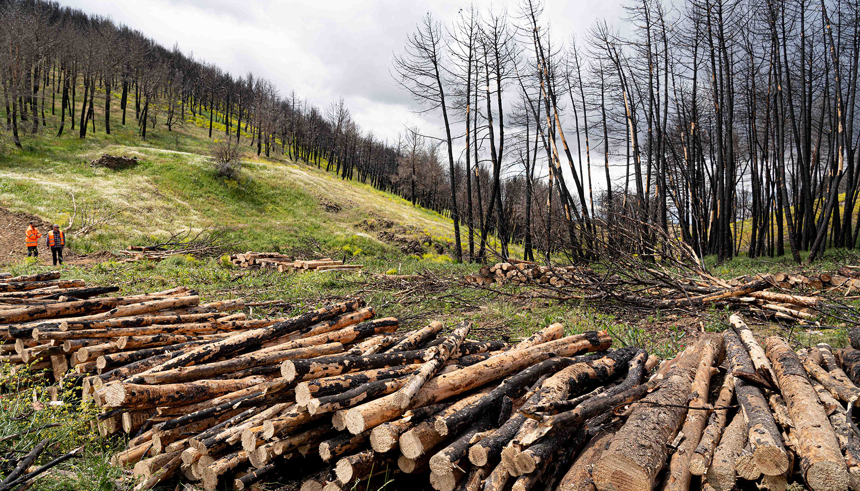 Foto de Es la biomasa forestal la solucin para evitar incendios?