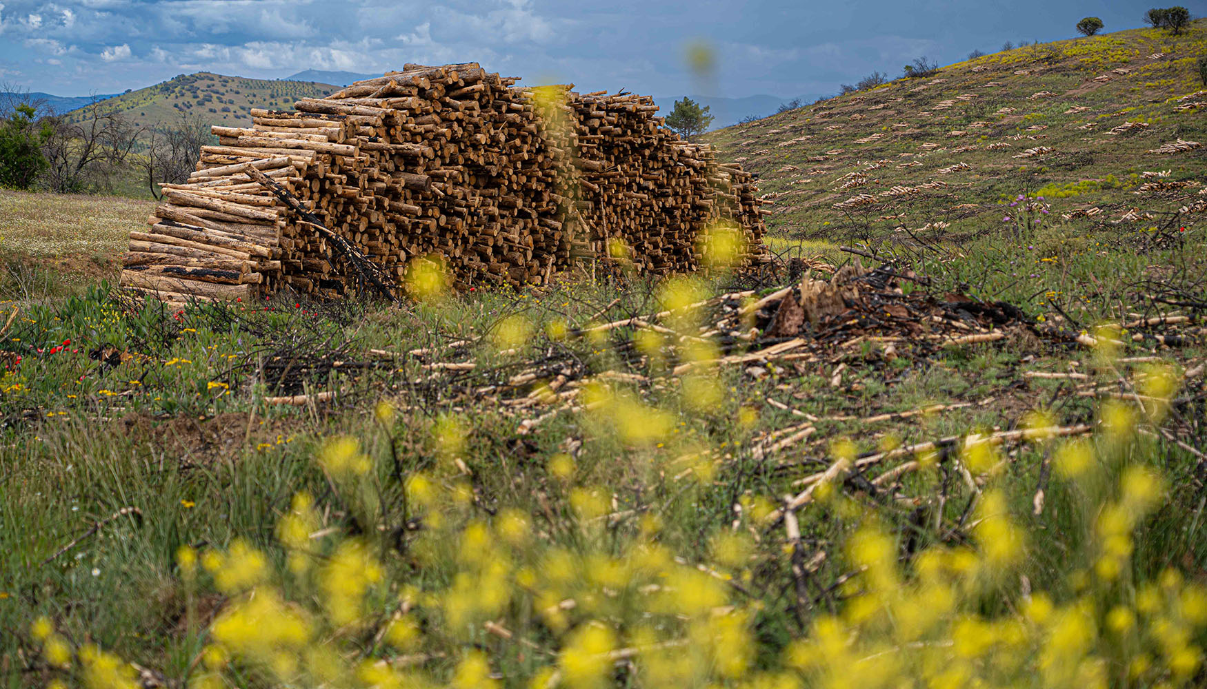 Veolia Biomasa est realizando trabajos preventivos para mejorar la salud de los bosques en diferentes zonas de la provincia de Zamora, vila, Madrid...