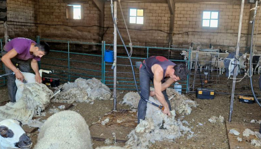 Foto de El Gobierno de Aragn se compromete a recoger gratuitamente la lana de las granjas