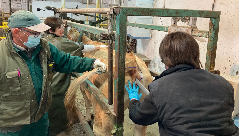 Inseminacin artificial a una vaca