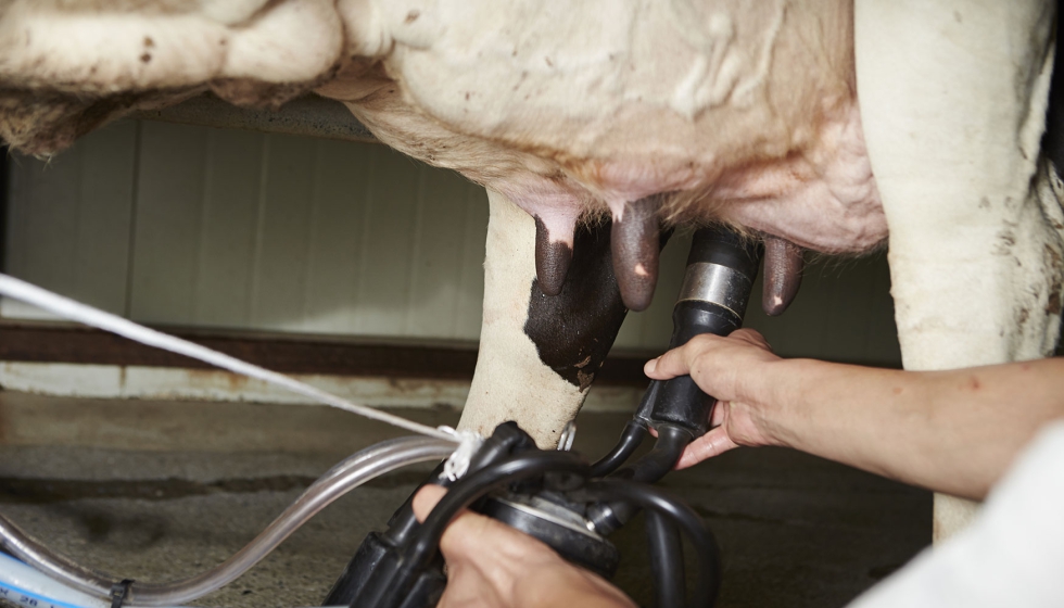 Foto de Una investigacin relaciona la cetosis y la mamitis en la lactacin de las vacas