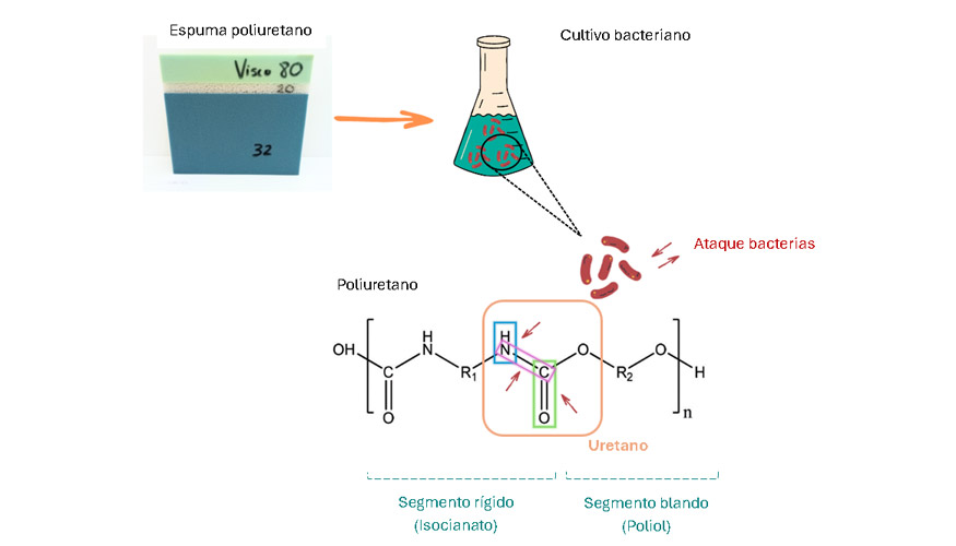 Diagrama ilustrativo de la biodegradacin de espumas de poliuretano, a partir de un consorcio bacteriano