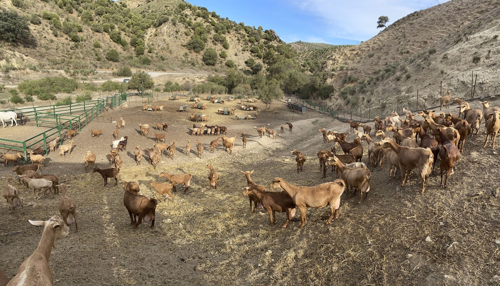 Explotacin de Cabra Malaguea en la zona de la Sierra de Cdiz