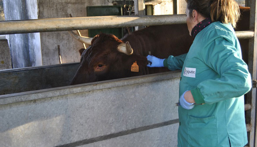 Veterinaria trabaja en una explotacin ganadera de Extremadura
